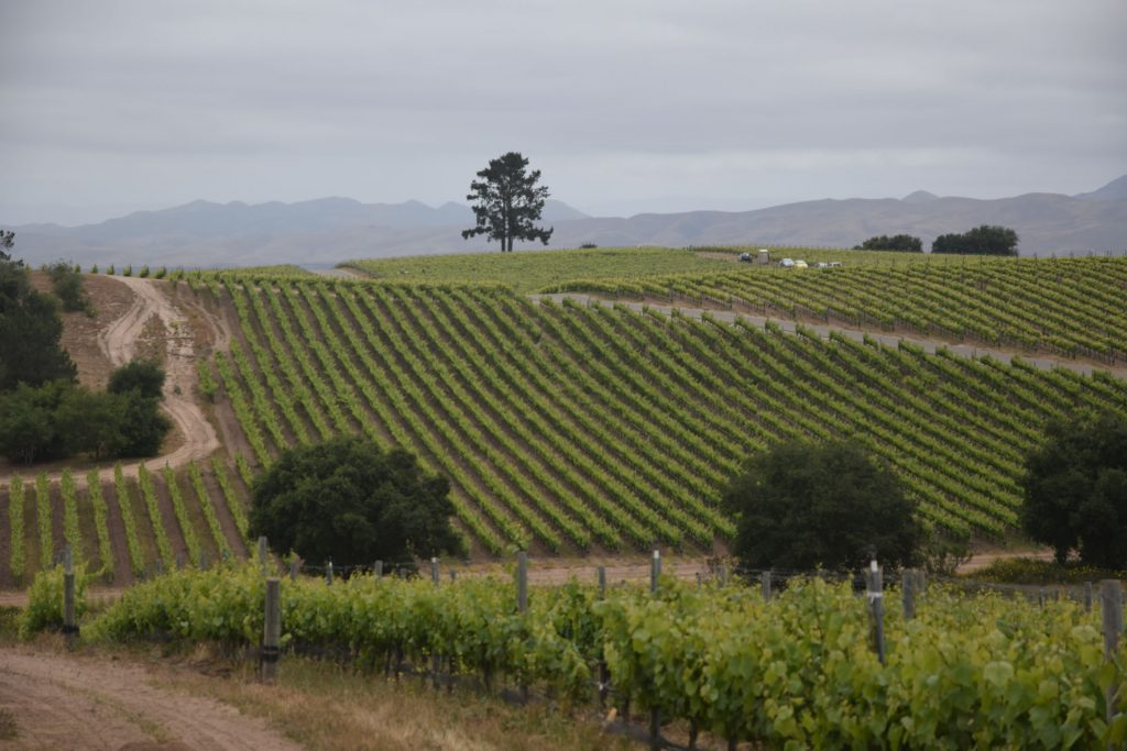 Presqu'ile Vineyard