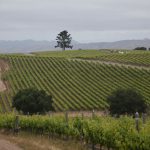Presqu'ile Vineyard