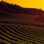 Winery Sunset